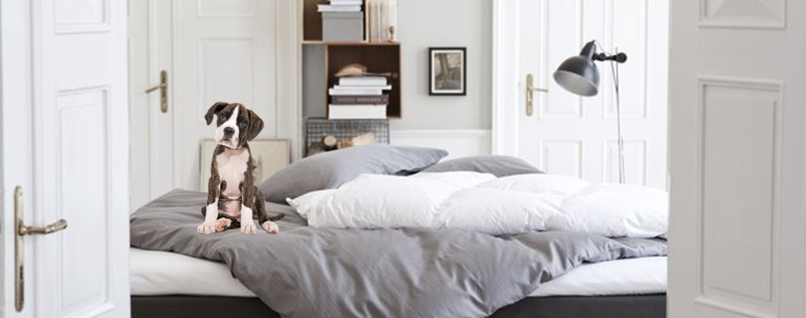 siv Stå sammen fra nu af Hvor meget sover en hund, hvis den ligger i sengen? | JYSK