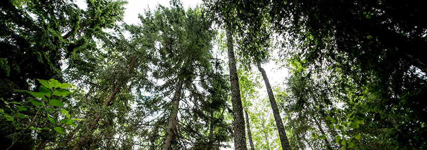 FSC-certificeret skov. Foto: FSC Danmark 
